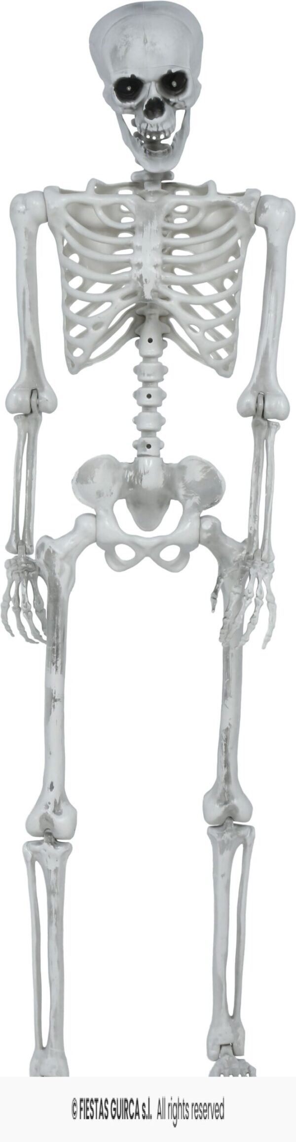 Skelet 145cm